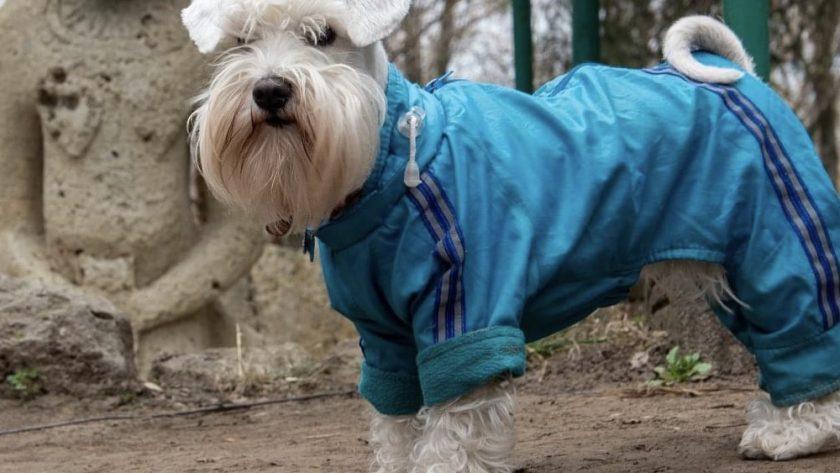 Ментальне навантаження для собак