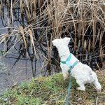 Огляд Tractive DOG 6