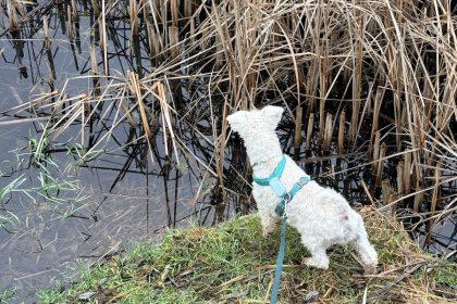 Огляд Tractive DOG 6