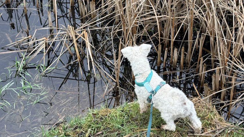 Огляд Tractive DOG 6