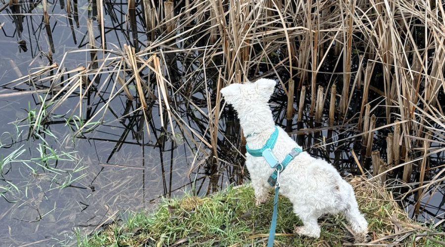 Огляд Tractive DOG 6