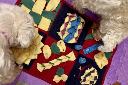 Собаки виконують нюхові завдання на нюхальному килимку — приклад ментального навантаження в домашніх умовах