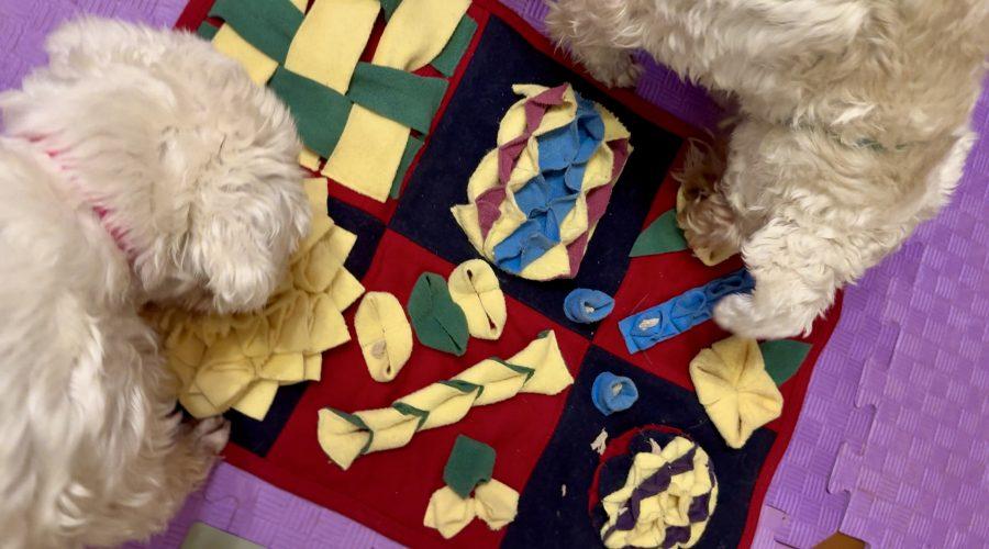 Собаки виконують нюхові завдання на нюхальному килимку — приклад ментального навантаження в домашніх умовах