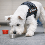 Ноузворк для собак