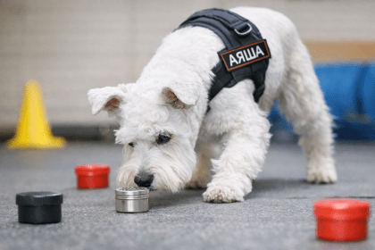 Ноузворк для собак