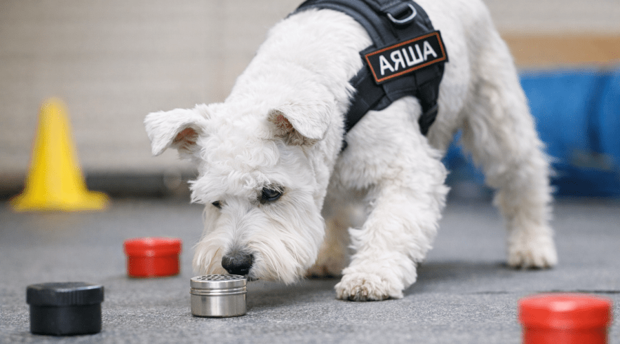 Ноузворк для собак