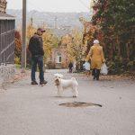 міські небезпеки для собак