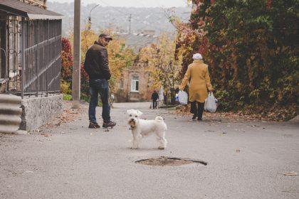 міські небезпеки для собак