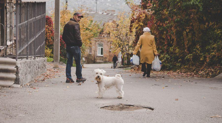 міські небезпеки для собак