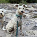 Базові потреби собаки