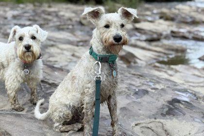 Базові потреби собаки