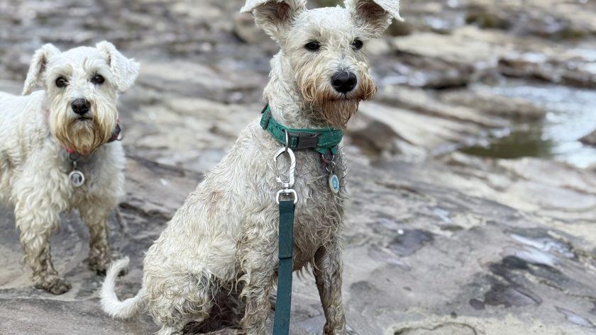 Базові потреби собаки