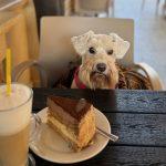 як навчити собаку ходити в кафе