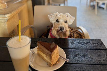 як навчити собаку ходити в кафе