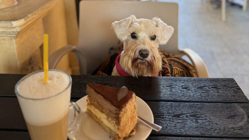 як навчити собаку ходити в кафе