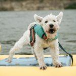 рятувальний жилет для собаки