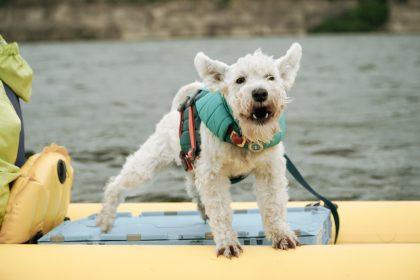рятувальний жилет для собаки