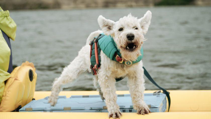 рятувальний жилет для собаки