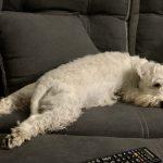 стерилізація собаки