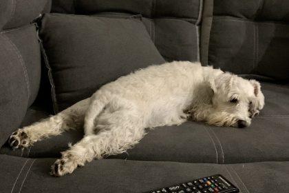 стерилізація собаки