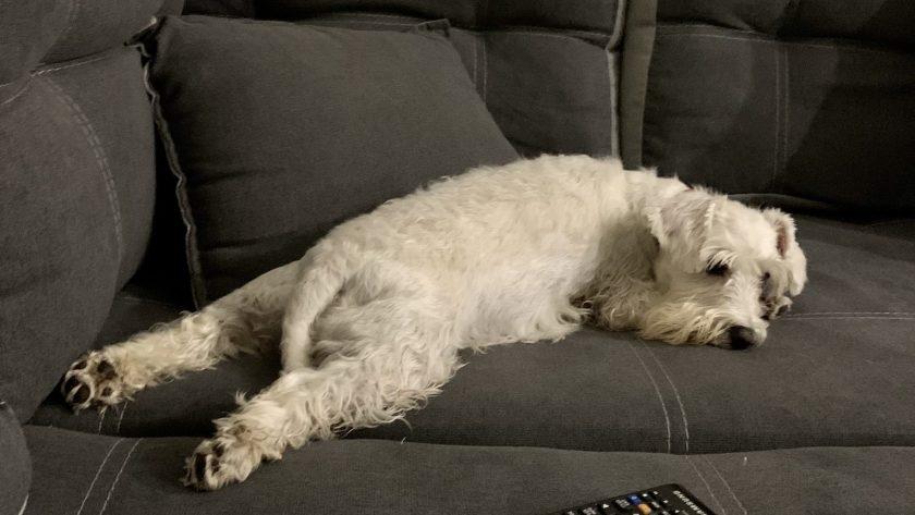 стерилізація собаки