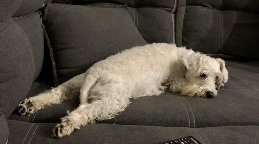 стерилізація собаки