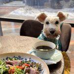 Pet-friendly з собакою