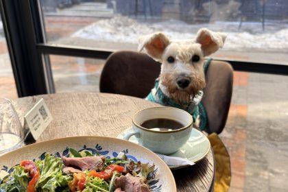 Pet-friendly з собакою