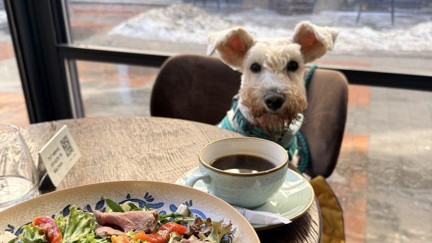 Pet-friendly з собакою