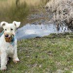 намордник для собаки