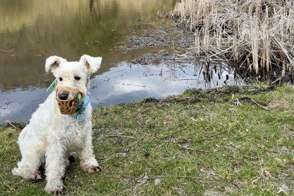 намордник для собаки
