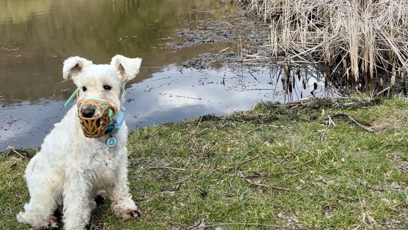 намордник для собаки