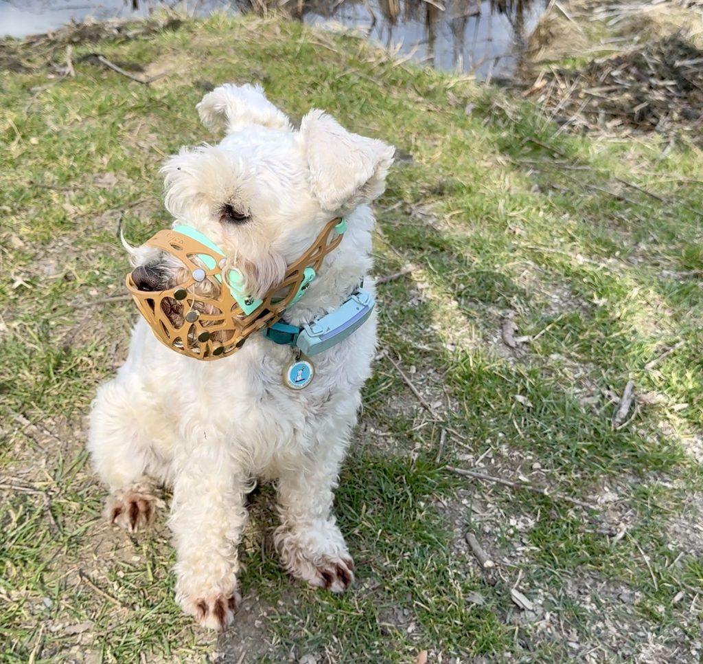 Намордник для собаки